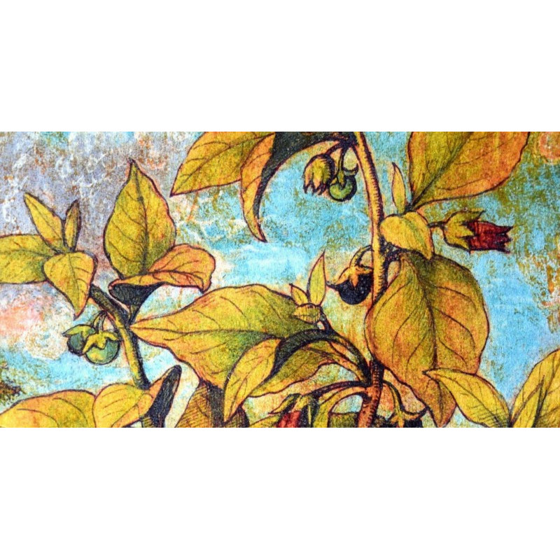 Belle plante : collection LIN herbier ancien