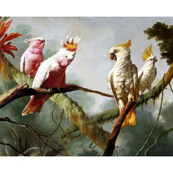 Perroquets