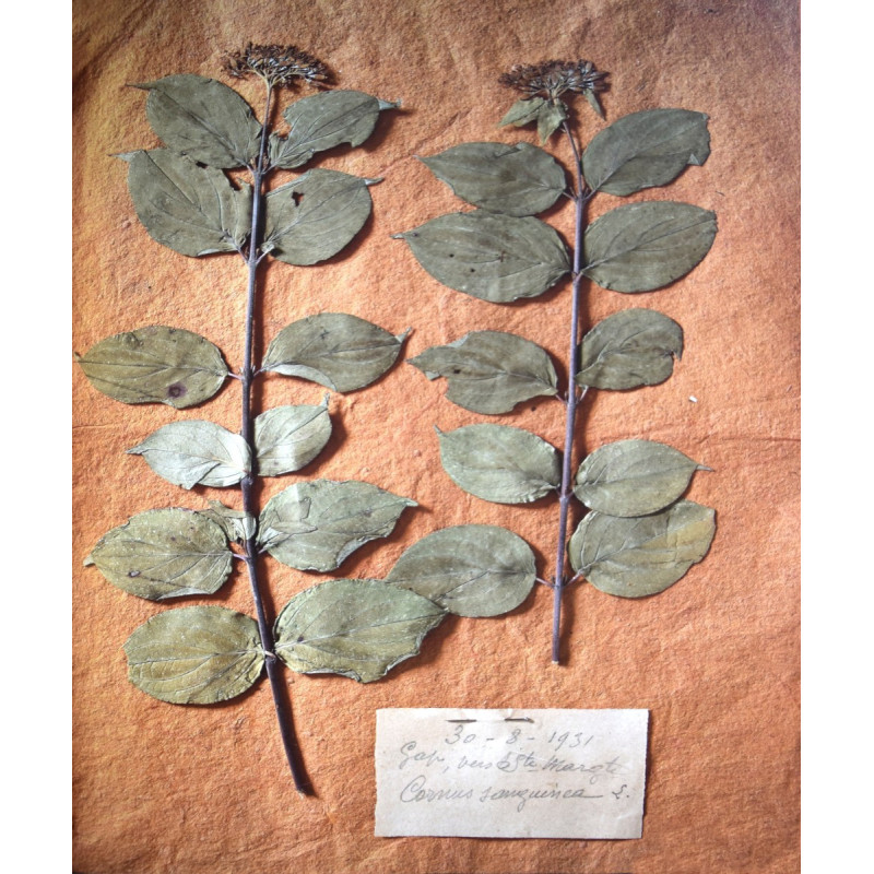 Cornus Sanguinea