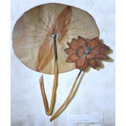 Lotus