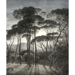 Pins des Landes