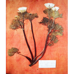 Herbier