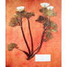 Herbier