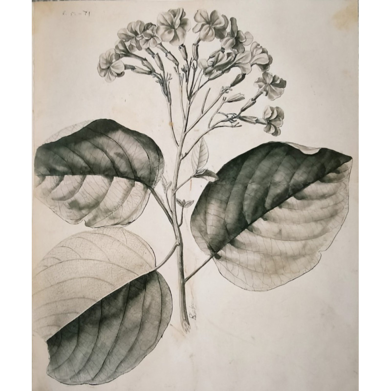 Botanique