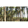 La plus grande forêt d'Europe : COLLECTION LIN LANDES CHALOSSE TURSAN