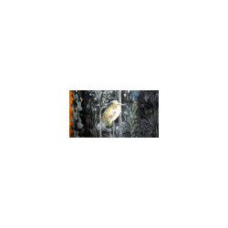 Libellule sur son nénuphar collection LIN fresque antique
