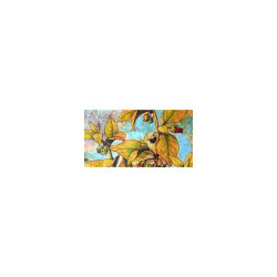 Belle plante : collection LIN herbier ancien