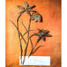 Fleurs séchées