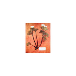 Herbier