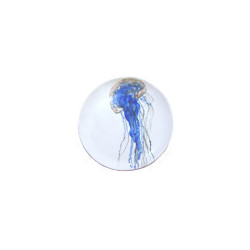 Méduse bleue