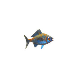 Piranha